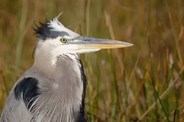 Everglades - Blue Heron