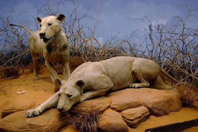 Inside Ancient Egypt führt durch ein nachgebautes Grab mit echten Mumien, und die präparierten Löwen von Tsavo, die… – Field Museum