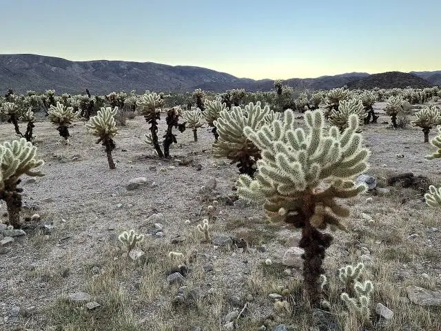 Sonnenuntergang im Cholla Cactus Garden – Joshua-Tree-Nationalpark