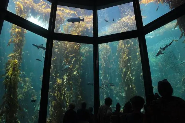 Herzstück ist der Kelpwald, ein etwa 8,5 Meter hohes Becken, in dem Riesentang zwischen Leopardenhaien, Sardinen und… – Monterey Bay Aquarium