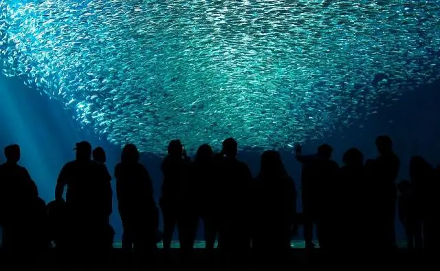 Das Open-Sea-Fenster – Monterey Bay Aquarium