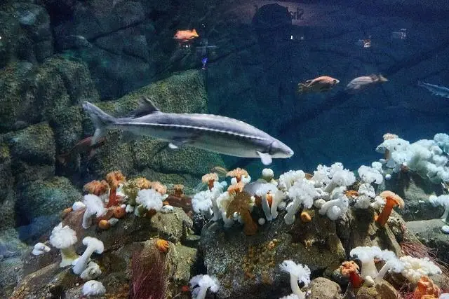 Sturgeon in habitats exhibit at Monterey Bay Aquarium