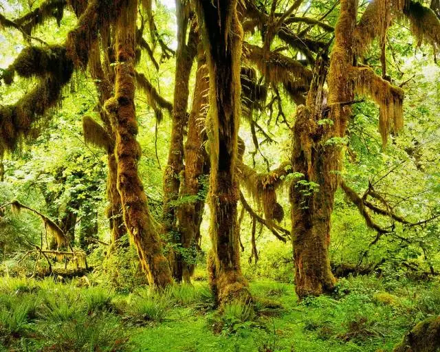 BIG LEAF MAPLES HOH – Olympic National Park