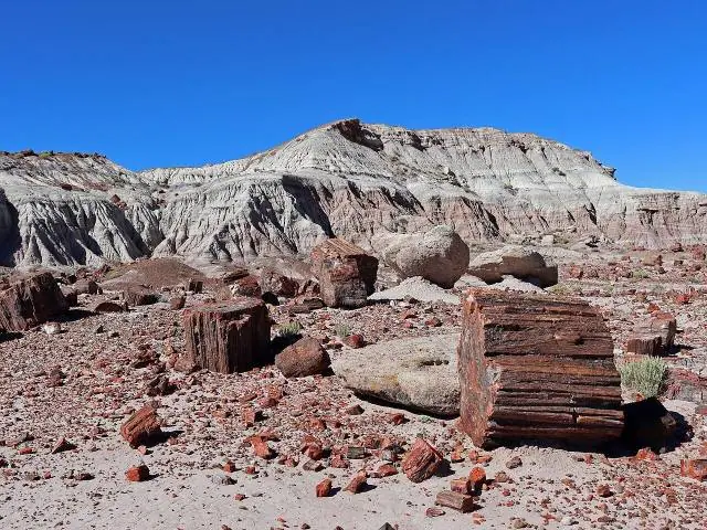 Petrified Forest National Park in northeastern Arizona holds one of the largest concentrations of petrified wood in…